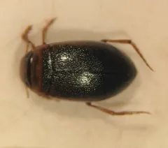 Hygrotus picatus thumbnail 1