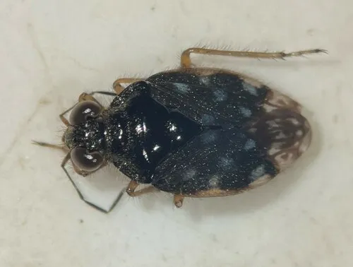 Saldula orbiculata