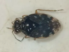 Saldula orbiculata thumbnail 1