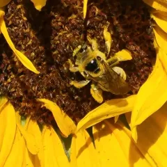 Sunflower Chimney Bee thumbnail 3