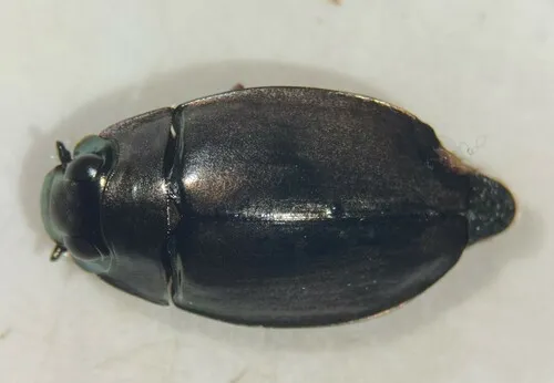 Dineutus assimilis