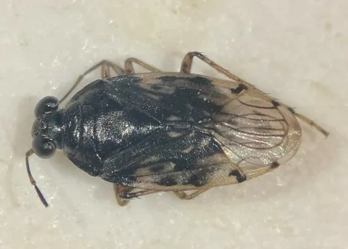 pale shore bug