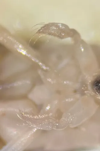 Palmacorixa nana