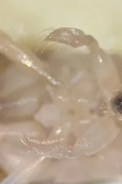 Palmacorixa nana thumbnail 1