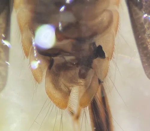 Sigara signata