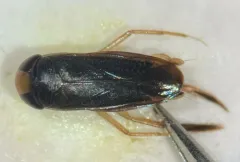 Sigara compressoidea thumbnail 1