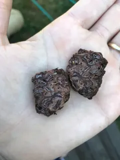 brain fold truffle thumbnail 2
