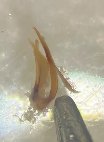 Heterosternuta pulchra