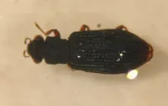 Hydrochus squamifer thumbnail 1
