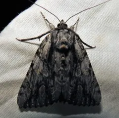 Scarlet Underwing thumbnail 3