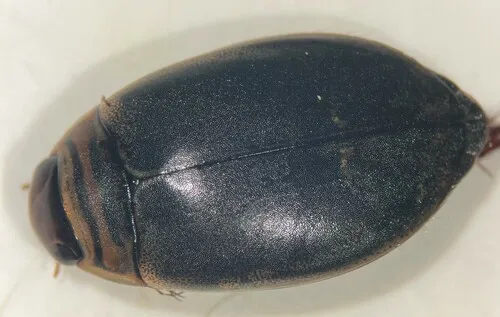 Acilius fraternus
