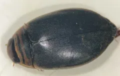 Acilius fraternus thumbnail 1