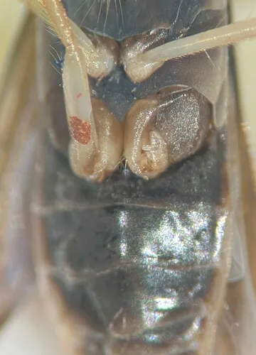 Sigara alternata