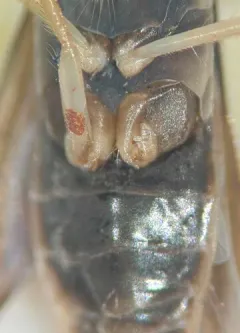 Sigara alternata thumbnail 1