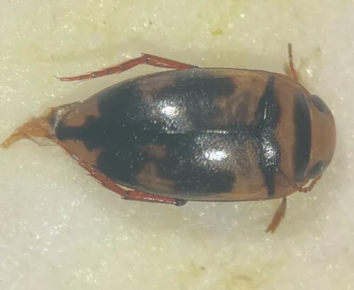 Heterosternuta cocheconis