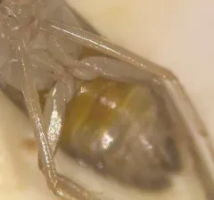 Palmacorixa buenoi thumbnail 1