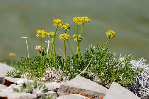 Sessile-flower Springparsley