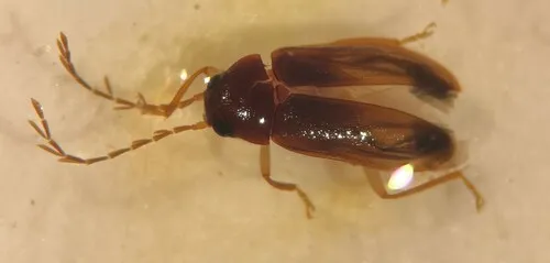 Ptilodactyla serricollis
