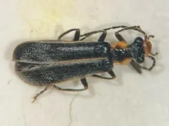 Podabrus intrusus thumbnail 2
