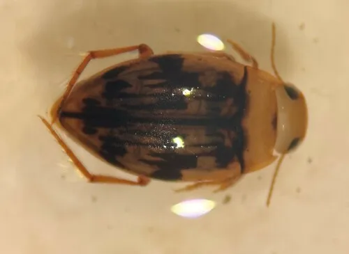 Neoporus dimidiatus