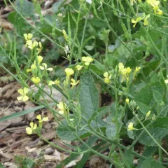 Wild radish thumbnail 4