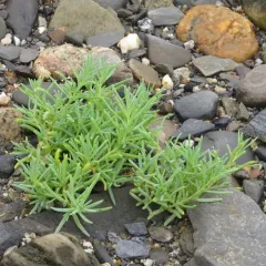 Herbaceous Seepweed thumbnail 3