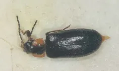 Elodes maculicollis thumbnail 1