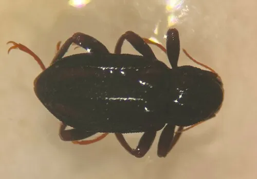 Stenelmis crenata