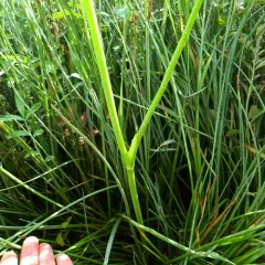 water parsnip thumbnail 3