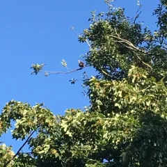 Osprey thumbnail 3