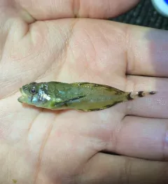 Silverspotted Sculpin thumbnail 4