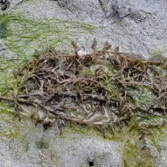 Japanese Wireweed thumbnail 3