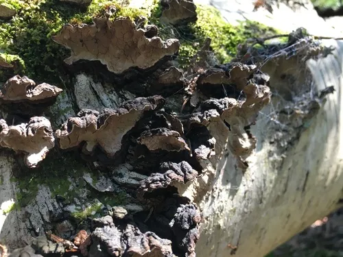 Cystostereum murrayi