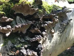 Cystostereum murrayi thumbnail 1
