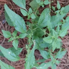 Pennsylvania pellitory thumbnail 3