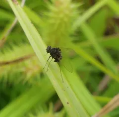 Chrysopilus basilaris thumbnail 3