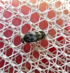Three-lobed Tumbling Flower Beetle thumbnail 4