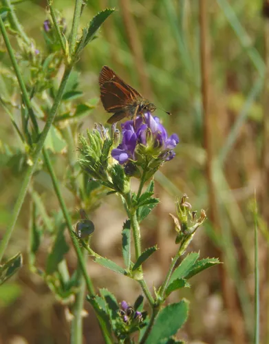Russet Skipperling