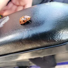 Argus Tortoise Beetle thumbnail 1