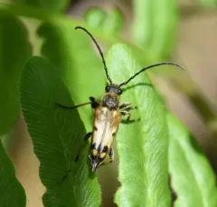 Xestoleptura tibialis thumbnail 4