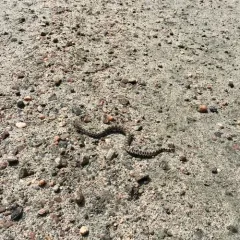 Eastern Massasauga thumbnail 2
