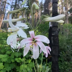Washington lily thumbnail 4
