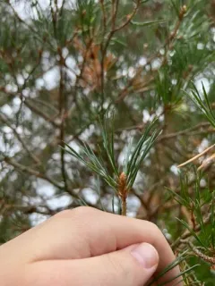Virginia pine thumbnail 2
