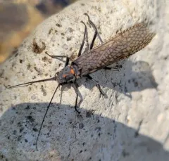California Giant Stonefly thumbnail 4