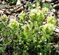 western paintbrush thumbnail 3