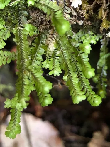 Macrodiplophyllum rubrum