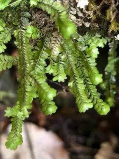 Macrodiplophyllum rubrum thumbnail 1