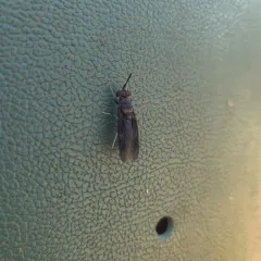 Black Soldier Fly thumbnail 2