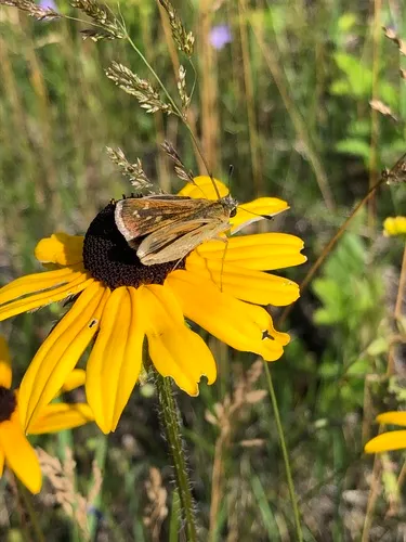 Dakota Skipper