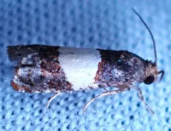 Three-parted Epiblema Moth thumbnail 3